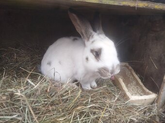 Predám alebo vymením - 7