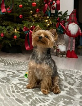 Yorkshire terrier - 7