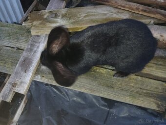 NoS. Nemecký obrovitý strakáč - 7