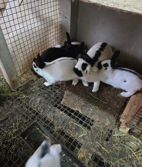 Český strakáč modrý alebo čierny - 7