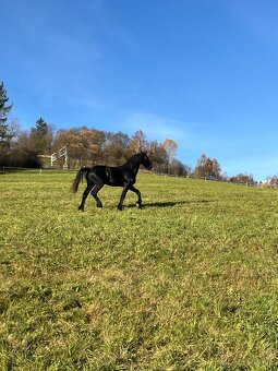 Frízsky žrebec - 7