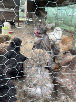 Násadové vajíčka USA hodvábničky - 7