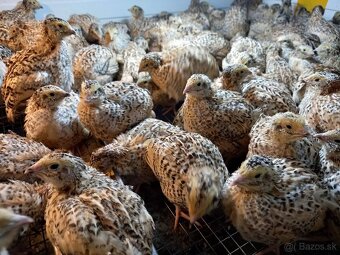 Predám japonské prepelice - 7