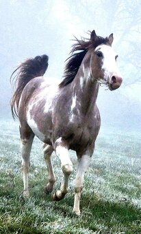 APH APHA PAINT HORSE ŽREBEC pripúšťanie - 7