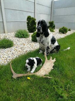 Šteniatko anglicky springer španiel - 7