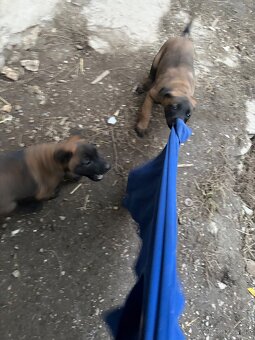 Belgický ovčiak Malinois - 7