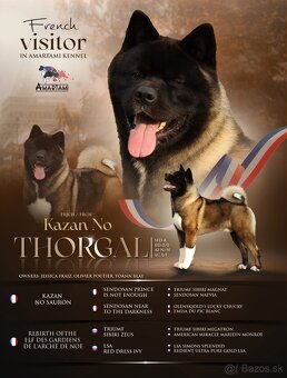 Americká akita - plánovaný vrh ,,D” - 7