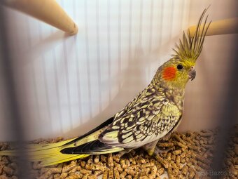 korely výstavný typ - 7