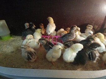 Nasadove vajicka - 7