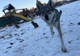 Československý vlčiak - 7