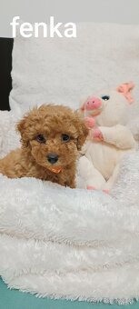 Pudel trpasličí - 7