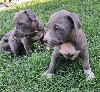 Šteniatka - Americký stafordšírsky teriér (Amstaff, Staford) - 7