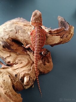 Predám mláďatá - agama bradatá - 7