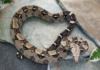 Boa imperator - Anery, Motley, IMG 50% het Sharp Albino - 7