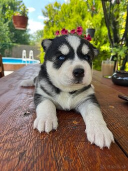 Sibirsky husky - 7