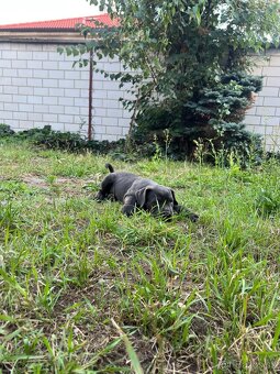 Štěňata Cane Corso - 7