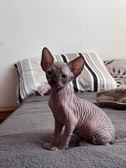 Kanadský Sphynx - 7