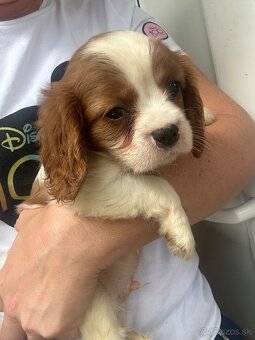 Cavalier King Charles Spaniel - 7