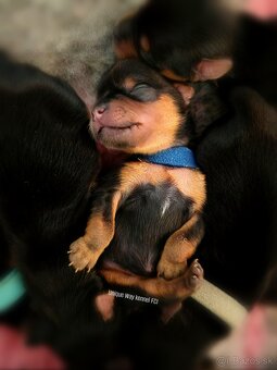 Yorkshire terrier s PP FCI (s preukazom pôvodu/rodokmeňom) - 7