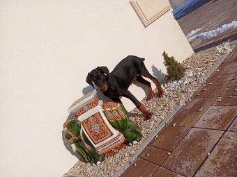 Predam čistokrvných Dobermann šteniatka - 7