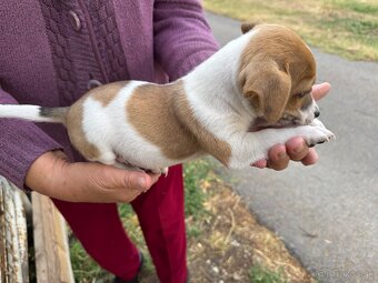 Jack Russell Terrier - 7