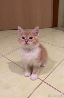 Darujem mačiatka - 1x kocúrik, 1x mačička - 7