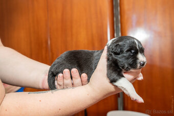 Šteniatká Border Kólia s PP, Border Kolia - 7