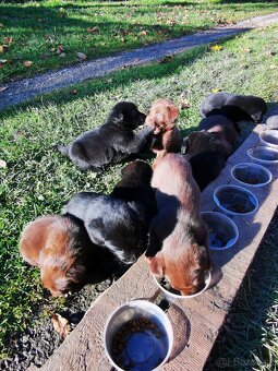 Šteniatka Labrador - 7