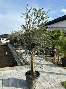 Olivovník Oleaeuropaea - 7