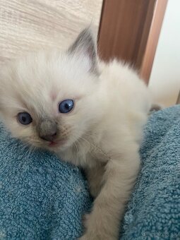Ragdoll mačiatka - 7