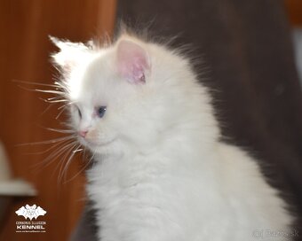 Ragdoll s PP - krémový kocúrik - 7