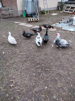 Čínske kačky, husi , mäso, králiky kalifornský+hyla - 7