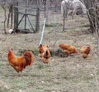 Vlaška žltá NV - 7