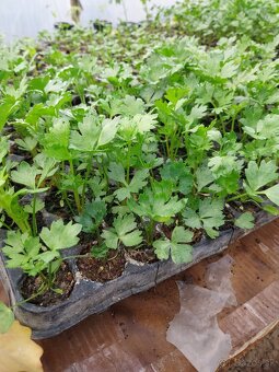 Predám planty rôzne druhy - 7