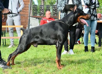 Doberman TOP šteniatka - 7