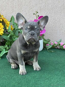 Francúzsky buldoček,buldog,bulldog krásne šteniatka - 7