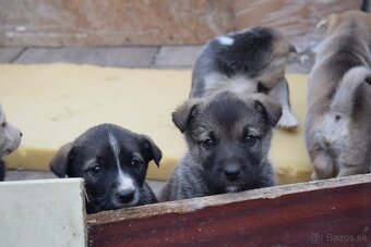 Predám šteniatka malamut × kríženec - 7