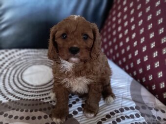 Cavapoo Maltipoo - 7