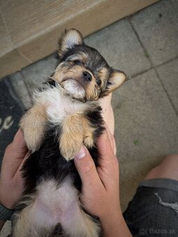 Yorkshire Terrier - 7