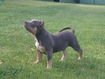 AMERICAN BULLY - 7