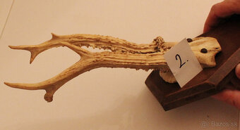 Trofej parohy - jeleň a srnec-znížená cena - 7