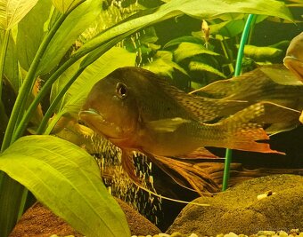Geophagus - 7
