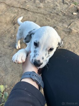 Darujem šteniatko - 7