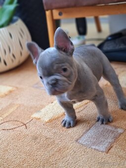 Francúzsky buldoček modry(lilac) - 7