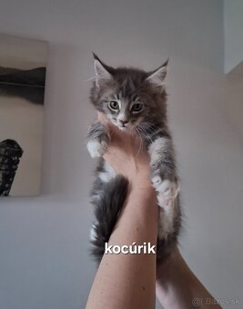 Mainská Mývalia mačka / Maine Coon - 7