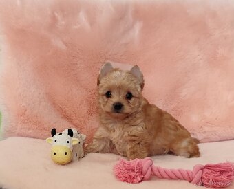 Yorkshire terrier , York - 7