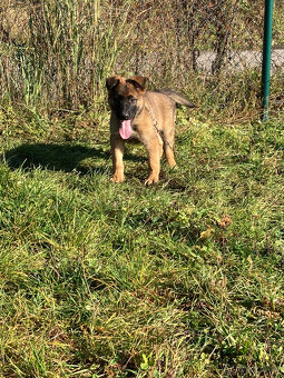 Nemecký ovčiak -  šteňatá - 7