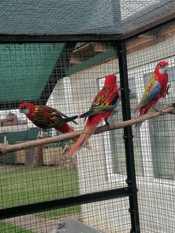 Rozela pestrá červená - 7