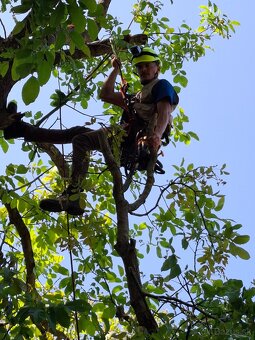 Zrezavanie a výrub stromov 🌲 - 7
