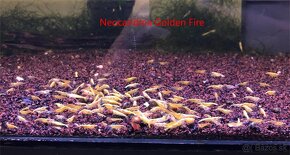 Krevetky neocaridina a Endlerky - 7